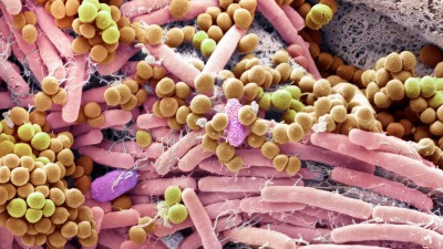 Mikrobiom auf der Haut am Finger