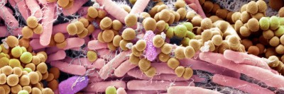 Mikrobiom auf der Haut am Finger