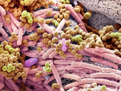 Mikrobiom auf der Haut am Finger