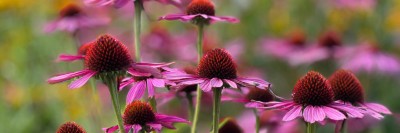 Sonnenhüte (Echinacea)