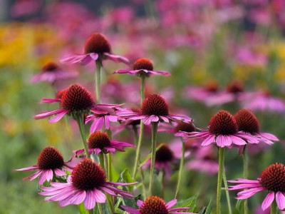 Sonnenhüte (Echinacea)