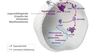 Pathomechanismus APDS