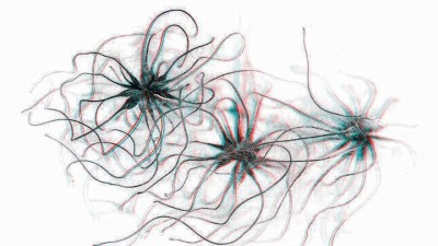 Pflanze im Rampenlicht