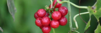 Tinospora cordifolia