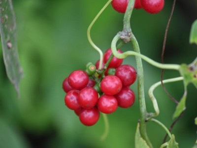 Tinospora cordifolia