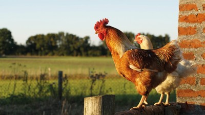 Klebstoffe aus dem Hühnerstall? 