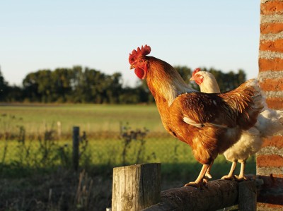 Klebstoffe aus dem Hühnerstall? 