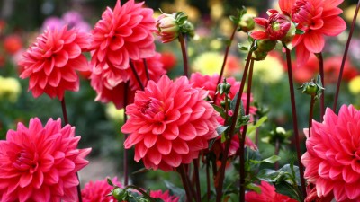 Pink dahlias in a flowerbed