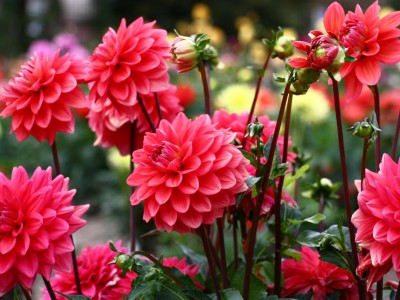 Pink dahlias in a flowerbed