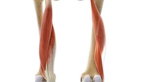 Diagnostiek en behandeling van acute hamstringblessures