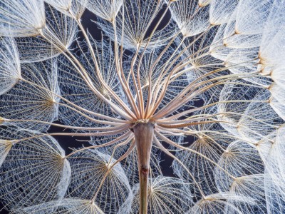 Allergologie und Immunologie Klimawandel und Allergien