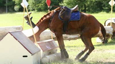 Schädel-Hirn-Trauma | Reiten ist gefährlicher als Motorradfahren ...