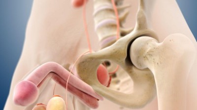 Rechtsmedizin Wann Ist Der Penis Zu Krumm Fur Sex Springermedizin De