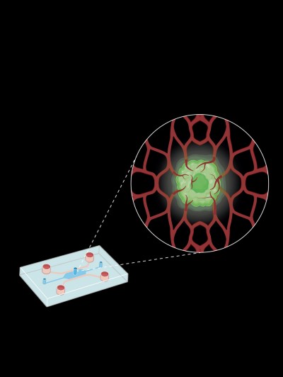 Angiogenesis 2/2024