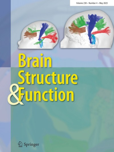 Brain Structure and Function 4/2025