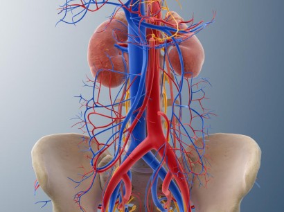 Gefasschirurgie Gefasschirurgie Springermedizin De