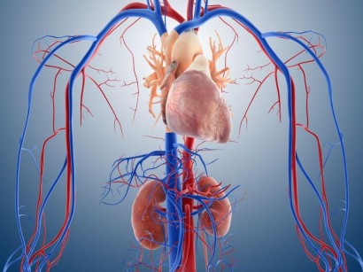 Herzerkrankungen Und Komorbiditat Herzerkrankungen Und Komorbiditat Springermedizin De