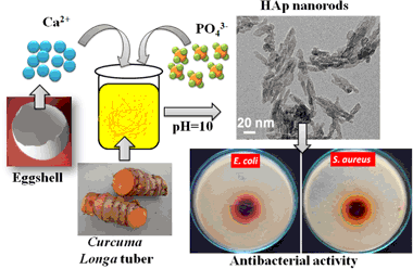 Curcuma Longa Tuber Extract Mediated Synthesis Of Hydroxyapatite Nanorods Using Biowaste As A Calcium Source For The Treatment Of Bone Infections Springerprofessional De