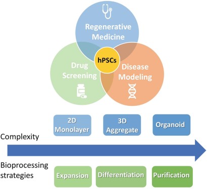 Human Pluripotent Stem Cells Applications And Challenges For Regenerative Medicine And Disease Modeling Springerprofessional De