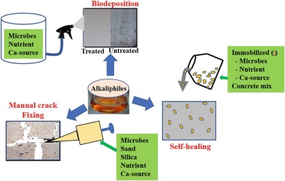 Alkaliphiles The Emerging Biological Tools Enhancing Concrete