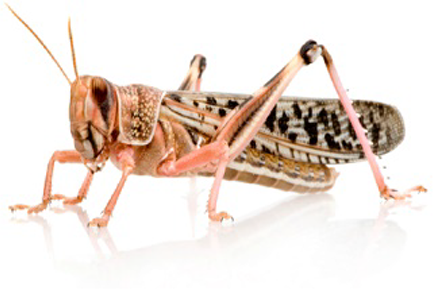 View full size image