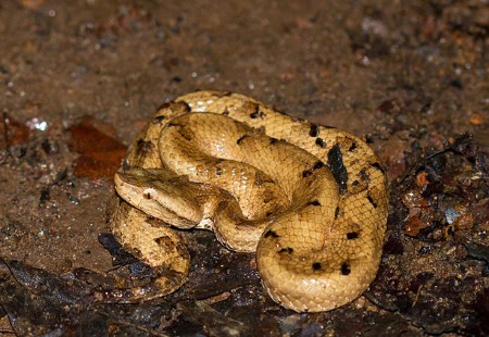 Hyponatraemia and seizures in Merrem’s hump-nosed pit viper (Hypnale hypnale) envenoming: a case report