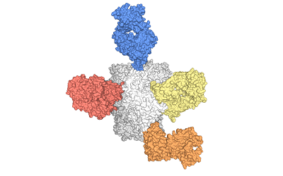broadly neutralising antibody bnAbs 2
