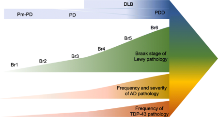 Neuropathological comorbidities