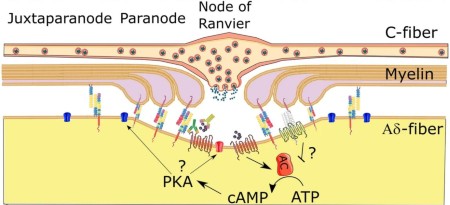 C-fibers may modulate adjacent Aδ-fibers through axon-axon CGRP signaling at nodes of Ranvier in the trigeminal system