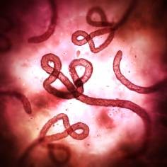 Ebola In Focus Picture