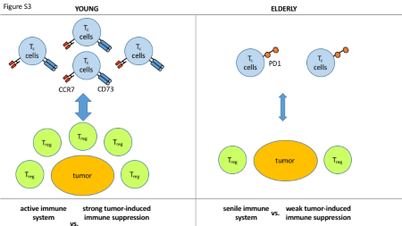 Age-related changes in T lymphocytes