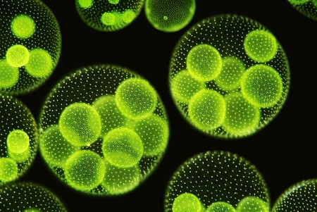 Environmental Sciences Europe Home Page
