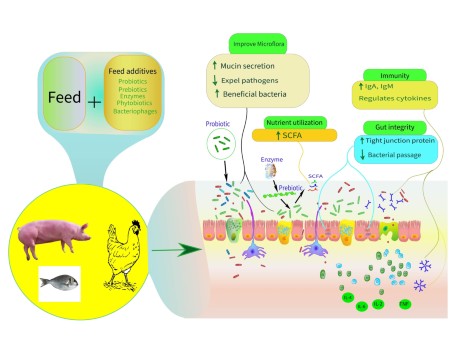 Interplay between feed, additives, and gut health of monogastric animals