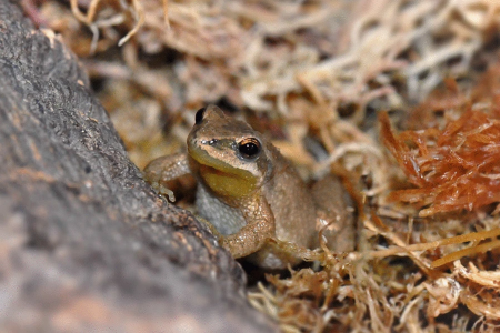 Adult male boreal chorus frog (Pseudacris maculata). Photo by J.P. Ethier