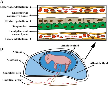 Nutritional modulation of embryonic development and potential in livestock and poultry