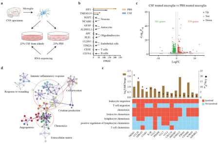 Immunity & Ageing | Home page
