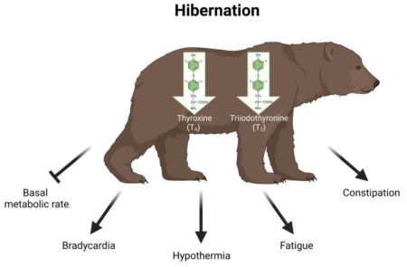 Hypothyroidism in hibernating brown bears