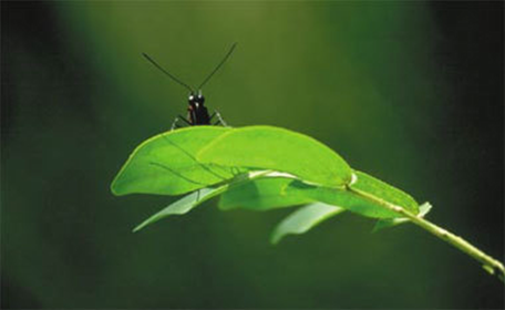 F4p Insect Growing greener | EMBO Reports | Springer Nature Link