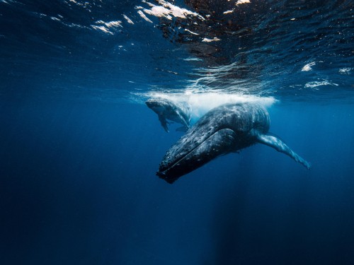 Hoffnungsvolle Signale bei Umwelt- und Klimaschutz 