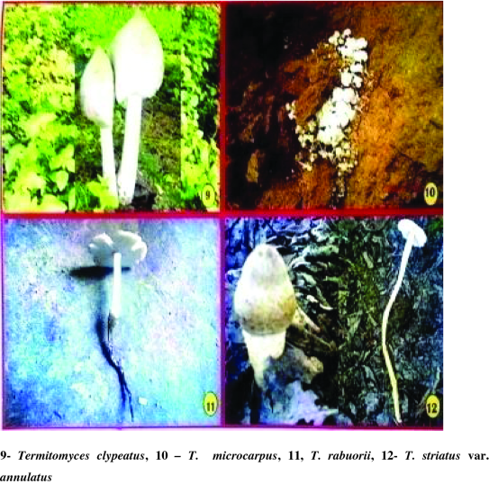 Termitomyces clypeatus  Descriptions of Fungi and Bacteria