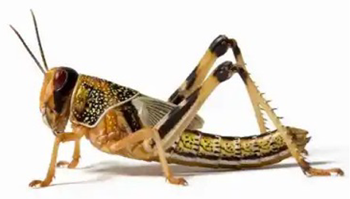 View full size image