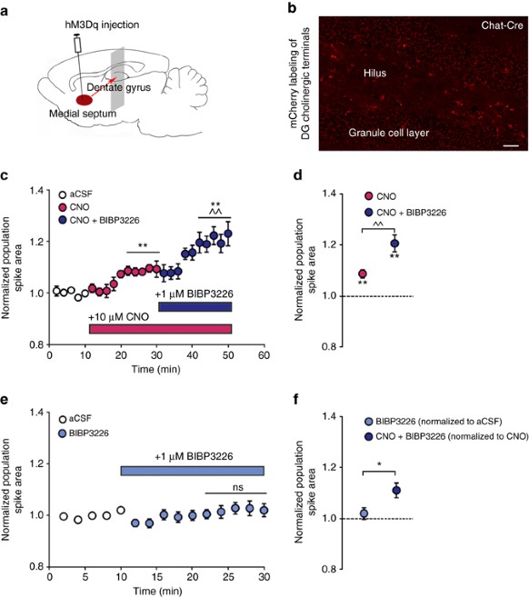 Mo Hipp Program Mo Hipp Program