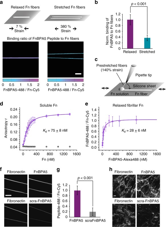 Cancer Biology Roger King Pdf Viewer Cancer Biology Roger King Pdf Viewer
