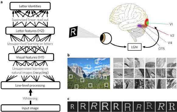 Deep learning architecture and examples of natural image and printed letter data.