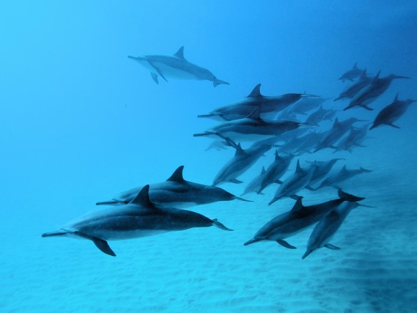 Part 2: Participating in a collaboration