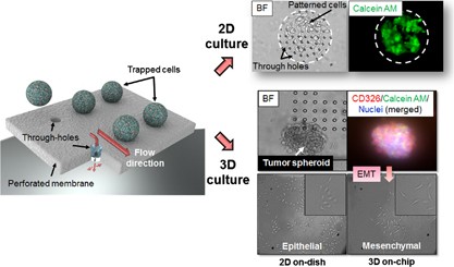 Configurable 2D and 3D spheroid tissue cultures on bioengineered surfaces with acquisition of epithelial–mesenchymal transition characteristics