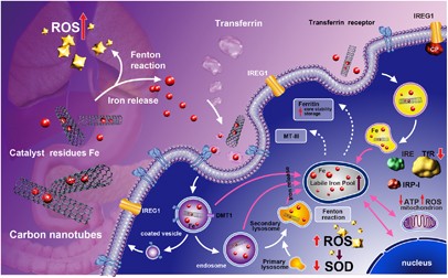 The contributions of metal impurities and tube structure to the toxicity of carbon nanotube materials