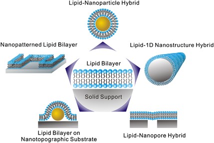 Lipid-nanostructure hybrids and their applications in nanobiotechnology