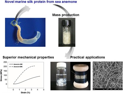 Production of a novel silk-like protein from sea anemone and fabrication of wet-spun and electrospun marine-derived silk fibers