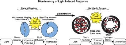 Bioinspired synthesis of optically and thermally responsive nanoporous membranes